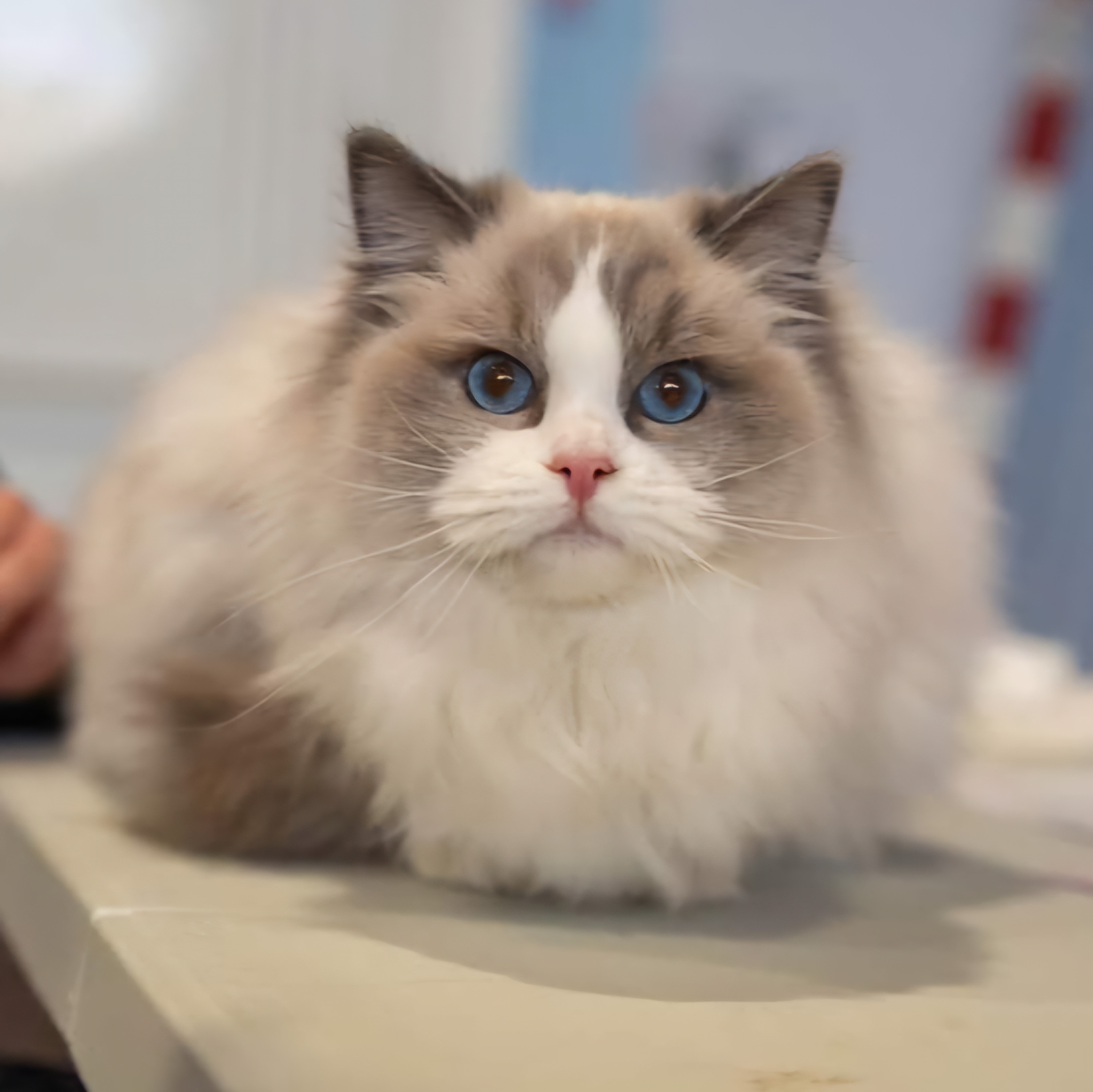 ragdoll bleu